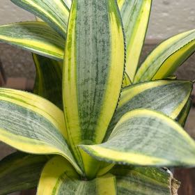 Photo of the plant species California False Hellebore by @FunMachofern45 named Hemingway on Greg, the plant care app