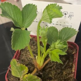 Photo of the plant species Garden Strawberry 'Korona' by @BestSandwort76 named Strawberry on Greg, the plant care app