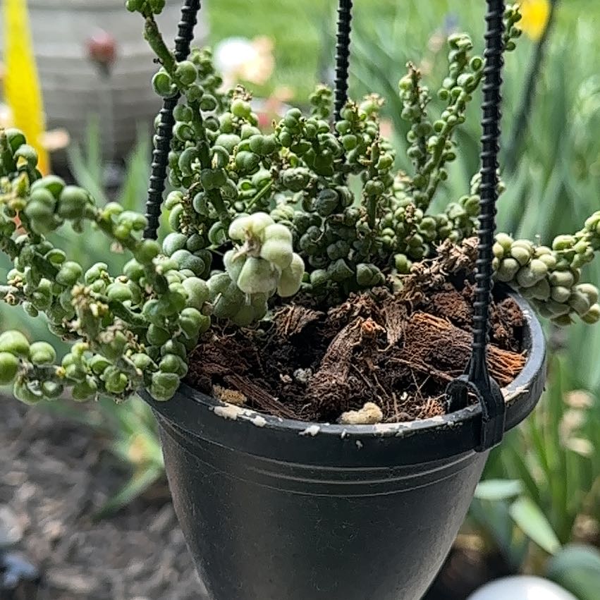 Photo of the plant species Dragon Jade Dischidia by @BusyOricad28 named Beyonce on Greg, the plant care app