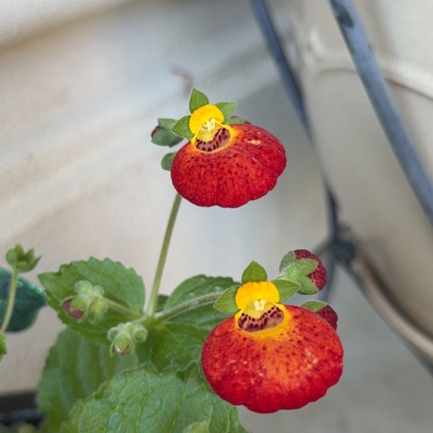 Photo of the plant species Orange Balsam by @ShiningGinger75 named Treeyoncé on Greg, the plant care app