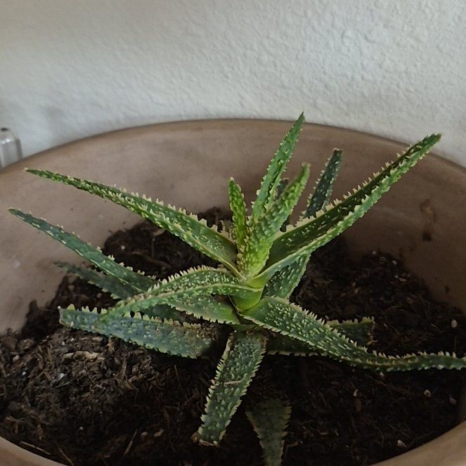 Photo of the plant species Aloe 'Purple Haze' by @AssuredPurei13 named Hamilton on Greg, the plant care app