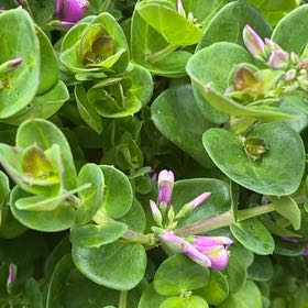 Photo of the plant species Sweet Pea Bush by @LitheAnahaw6 named James Dean on Greg, the plant care app