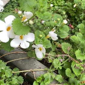 Photo of the plant species Meadow Saxifrage by @LitheAnahaw6 named Fernie Mac on Greg, the plant care app