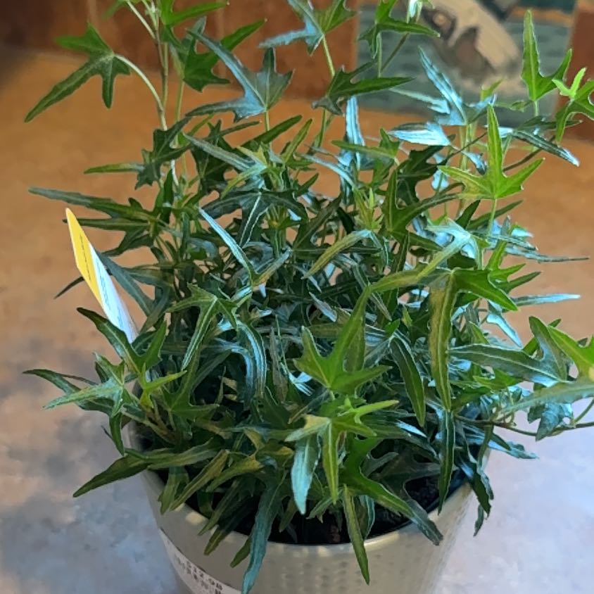 Photo of the plant species Starling Ivy by @VehementPilea75 named Michelle Branch on Greg, the plant care app