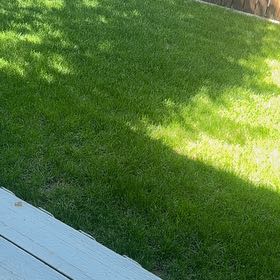Photo of the plant species Smooth Meadowgrass by @PrimaryRosea5 named Bella on Greg, the plant care app