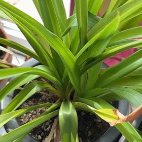 Photo of the plant species Blue Lily by @AcceptingMiro48 named Sanders on Greg, the plant care app