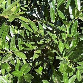 Photo of the plant species Sweet Bay by @AcceptingMiro48 named Rihanna on Greg, the plant care app