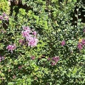 Photo of the plant species Lilac by @AcceptingMiro48 named Daphne on Greg, the plant care app