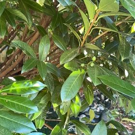 Photo of the plant species Cherry Laurel by @AcceptingMiro48 named Mollie on Greg, the plant care app