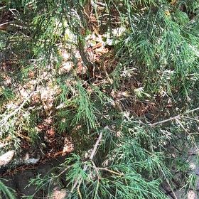 Photo of the plant species Bastard Cedar by @AcceptingMiro48 named Miley on Greg, the plant care app