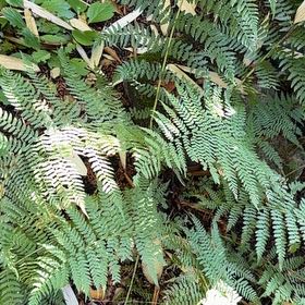 Photo of the plant species Autumn Fern by @AcceptingMiro48 named Kendall on Greg, the plant care app