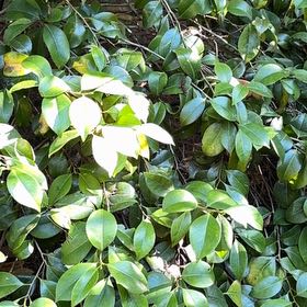 Photo of the plant species Camellia by @AcceptingMiro48 named Mochi on Greg, the plant care app