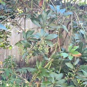 Photo of the plant species Japanese Andromeda by @AcceptingMiro48 named Michelle Branch on Greg, the plant care app