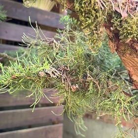 Photo of the plant species Tuscan Cypress by @AcceptingMiro48 named Plato on Greg, the plant care app