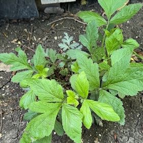 Photo of the plant species White Avens by @CaredforWorm23 named Remington on Greg, the plant care app