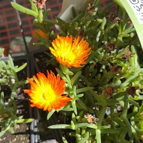 Photo of the plant species Coppery Mesemb by @KeyNoognug80 named Pax on Greg, the plant care app