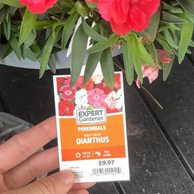 Photo of the plant species Dianthus by @DotingCarrot71 named Miley on Greg, the plant care app
