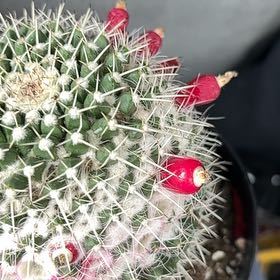 Photo of the plant species Mammillaria karwinskiana 'Nejapensis' by @NiftyParsley20 named Winston on Greg, the plant care app