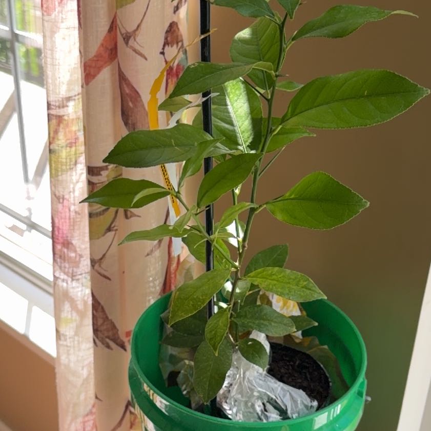 Photo of the plant species Meyer Lemon Tree by @DeanVeilwort73 named Wall-E on Greg, the plant care app