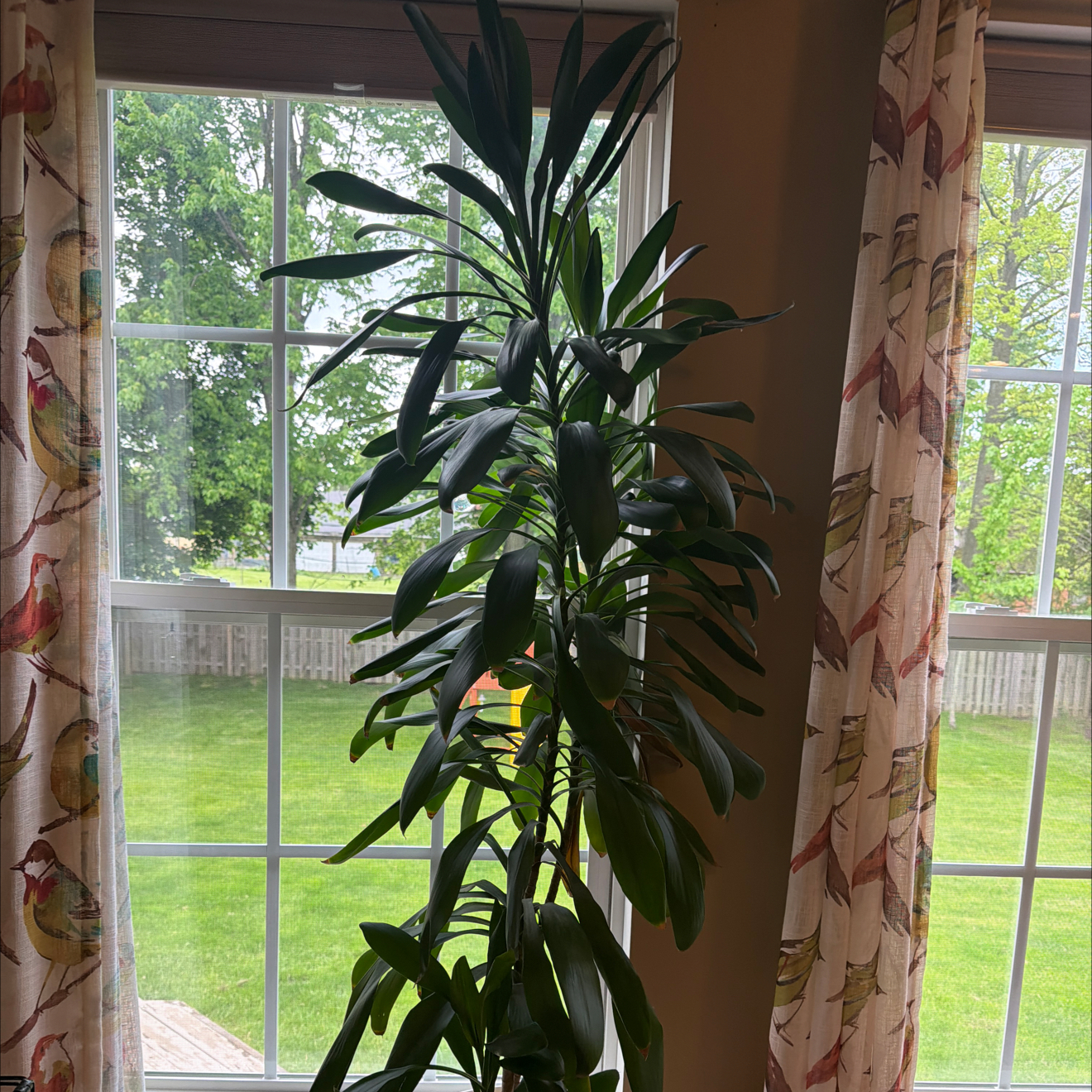 Photo of the plant species Giant Reed by @DeanVeilwort73 named Sproutacus on Greg, the plant care app