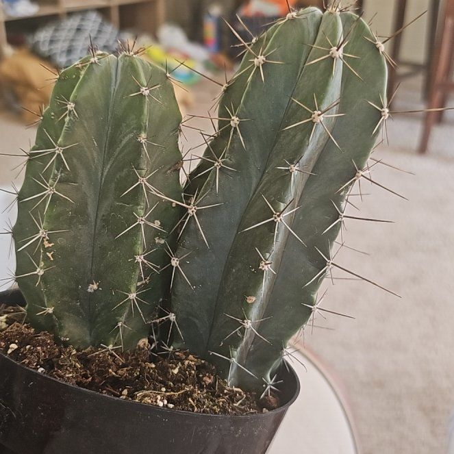 Photo of the plant species Gray Ghost Organ Pipe by @UniversalDill60 named JustStarr on Greg, the plant care app