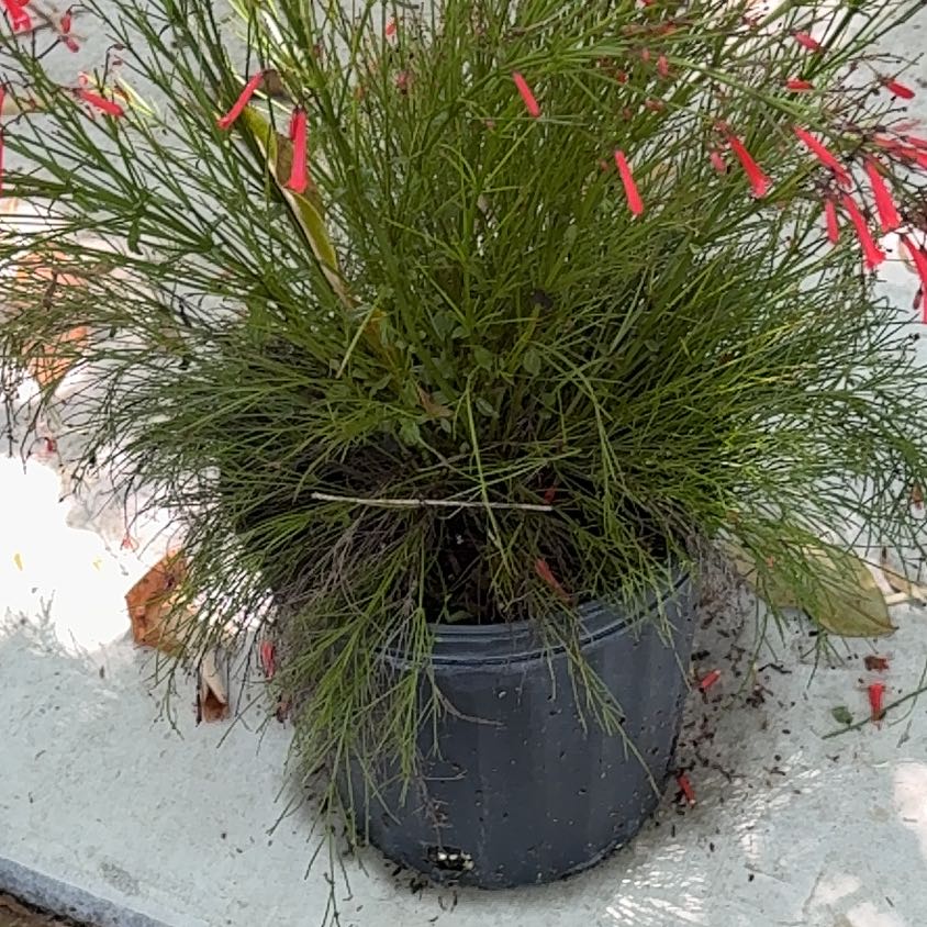 Photo of the plant species Firecracker Plant by @NewRye81 named Wall-E on Greg, the plant care app