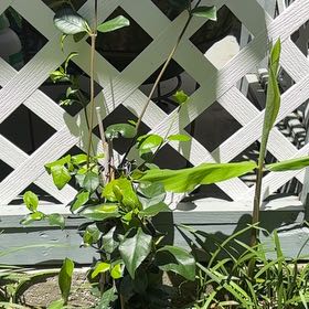 Photo of the plant species Black Swallow-Wort by @NewRye81 named LiloStitch on Greg, the plant care app