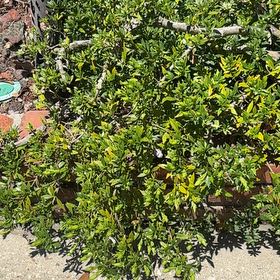 Photo of the plant species Lesser Swinecress by @NewRye81 named Figyonce on Greg, the plant care app