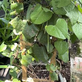 Photo of the plant species Calico Flower by @NewRye81 named Pax on Greg, the plant care app