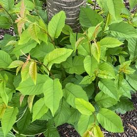 Photo of the plant species Sweet Cherry by @KingpinGuasca48 named Khaleesi on Greg, the plant care app