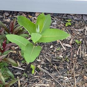 Photo of the plant species Common Milkweed by @KingpinGuasca48 named Messi on Greg, the plant care app