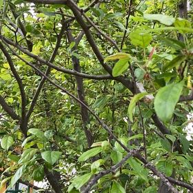 Photo of the plant species Autumn Olive by @KingpinGuasca48 named Bodhi on Greg, the plant care app