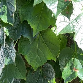 Photo of the plant species Japanese Creeper by @KingpinGuasca48 named Leaf Erickson on Greg, the plant care app
