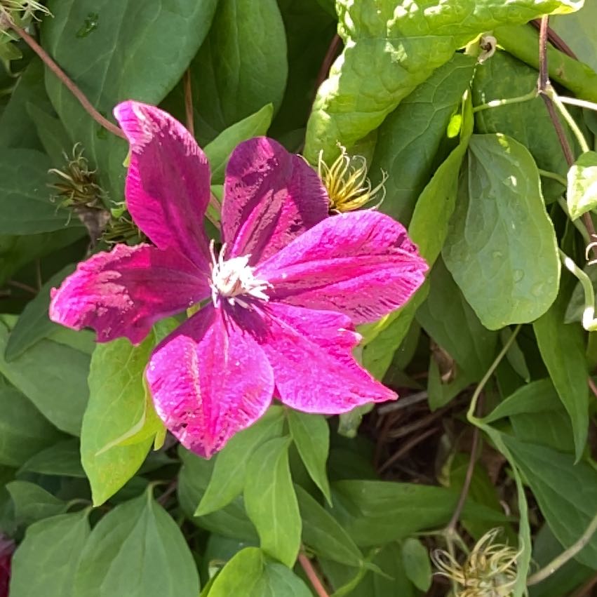 Photo of the plant species Italian Leather Flower by @KingpinGuasca48 named Pax on Greg, the plant care app