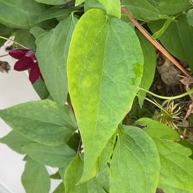 Photo of the plant species Italian Leather Flower by @KingpinGuasca48 named Beckham on Greg, the plant care app