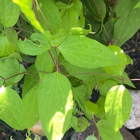 Photo of the plant species Sweet Autumn Virginsbower by @KingpinGuasca48 named Sweet Autumn Virginsbower on Greg, the plant care app