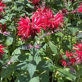 Photo of the plant species Monarda Didyma by @KingpinGuasca48 named Zion on Greg, the plant care app