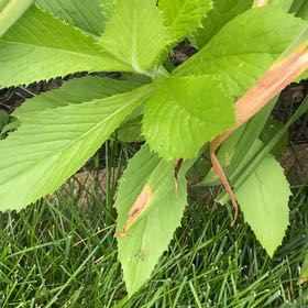 Photo of the plant species American Burnweed by @KingpinGuasca48 named Spike Leaves on Greg, the plant care app