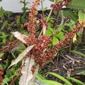 Photo of the plant species Rumex Crispus by @KingpinGuasca48 named Prince on Greg, the plant care app