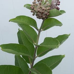 Photo of the plant species Asclepias Syriaca by @KingpinGuasca48 named Surya on Greg, the plant care app