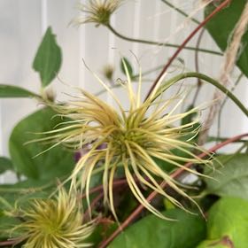 Photo of the plant species Virgin's Bower by @KingpinGuasca48 named Girlfrond on Greg, the plant care app