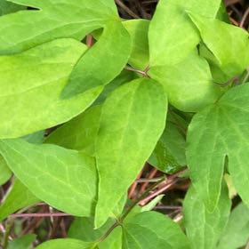Photo of the plant species Sweet Autumn Virginsbower by @KingpinGuasca48 named Taylor Swift on Greg, the plant care app