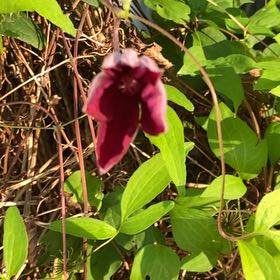 Photo of the plant species Bluebill by @KingpinGuasca48 named Kobe on Greg, the plant care app