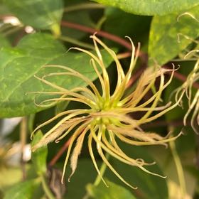 Photo of the plant species Evergreen Clematis by @KingpinGuasca48 named Beyonce on Greg, the plant care app