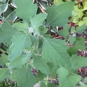 Photo of the plant species White Goosefoot by @KingpinGuasca48 named Leonardo on Greg, the plant care app