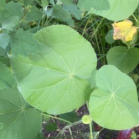Photo of the plant species China Jute by @KingpinGuasca48 named Sahara on Greg, the plant care app