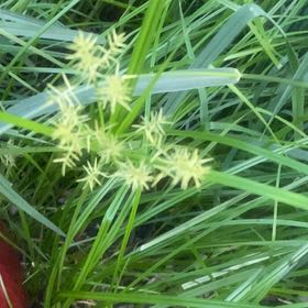 Photo of the plant species Earth Almond by @KingpinGuasca48 named Osmo on Greg, the plant care app