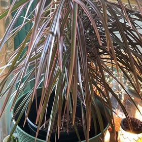 Photo of the plant species Madagascar Dragon Tree by @MJevermore named Snape on Greg, the plant care app