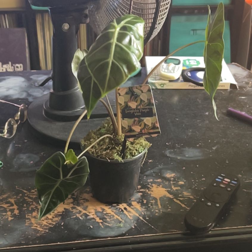 Photo of the plant species Alocasia longiloba purple by @MJevermore named Clarence on Greg, the plant care app