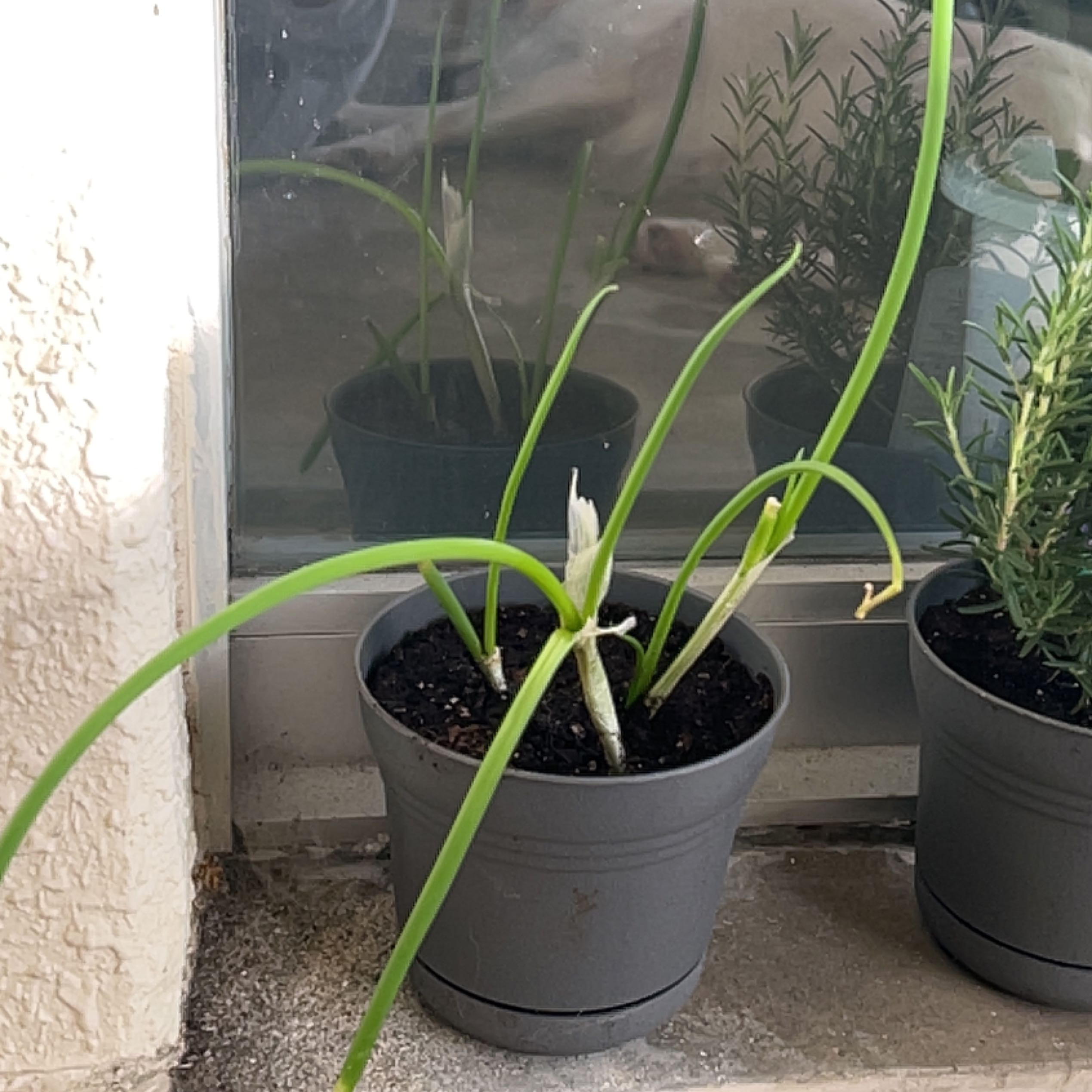 Potted Globe Onion plant with visible soil and slight leaf yellowing.